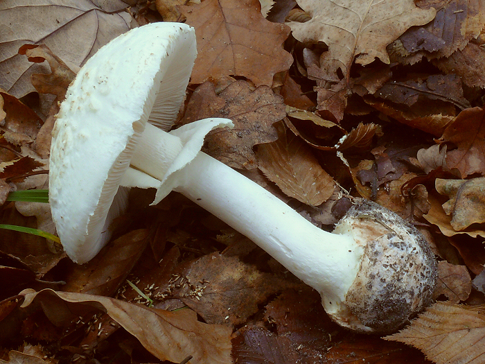 2014-11-02-Sortie myco avec l'ANY